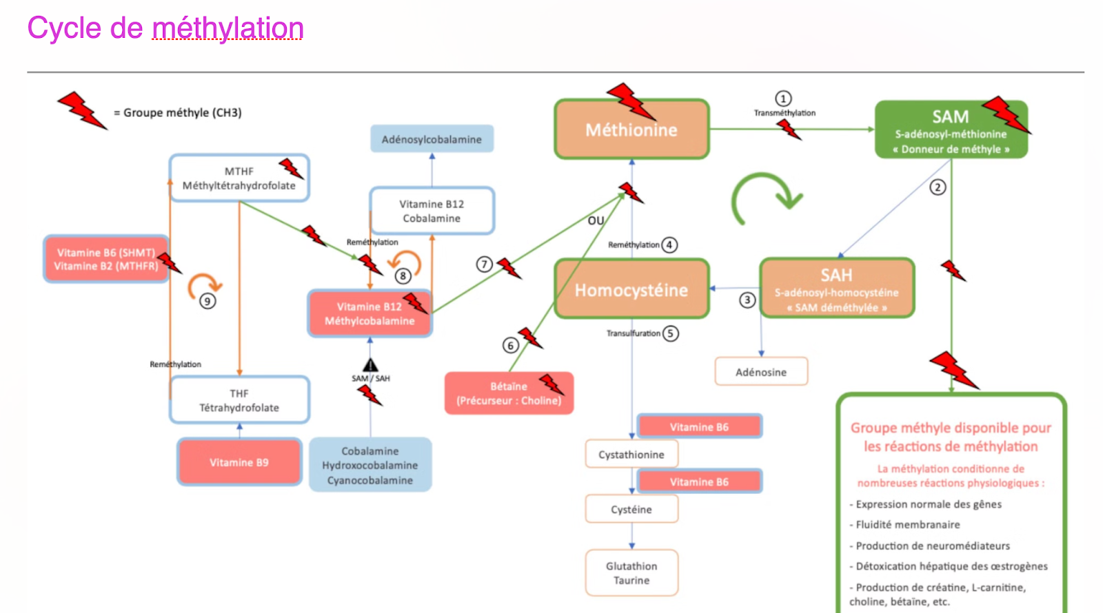 Cycle de méthylation