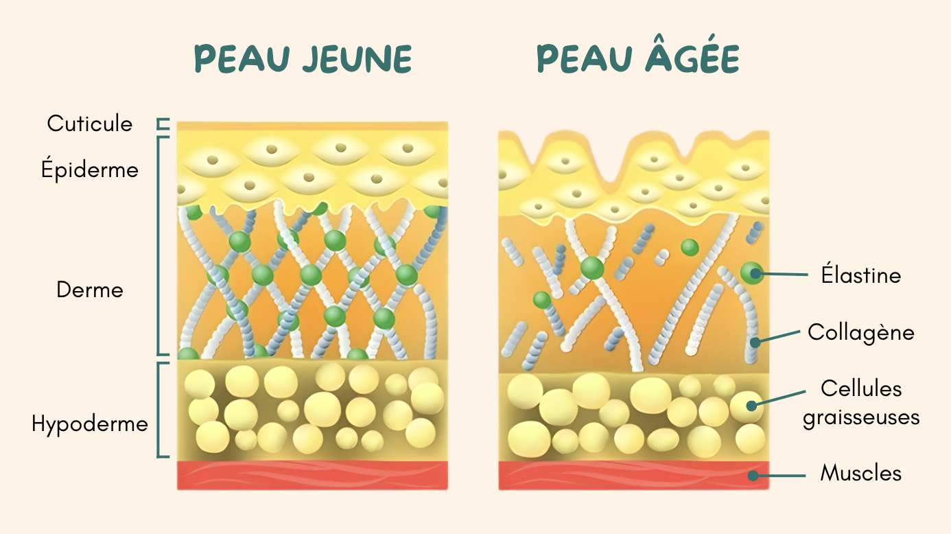 Comprendre le vieillissement au niveau de la peau
