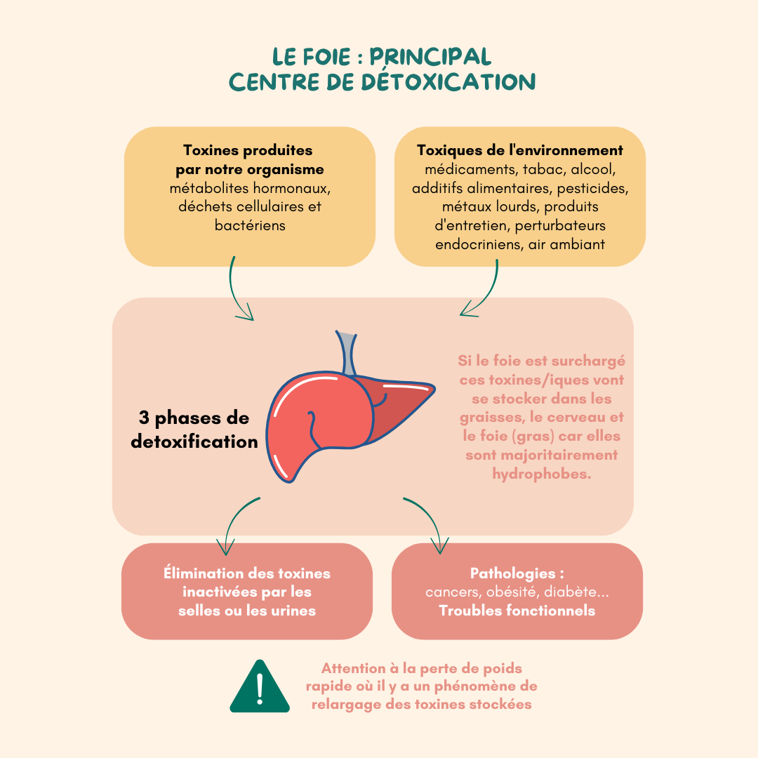 Le foie - principal centre de détoxication